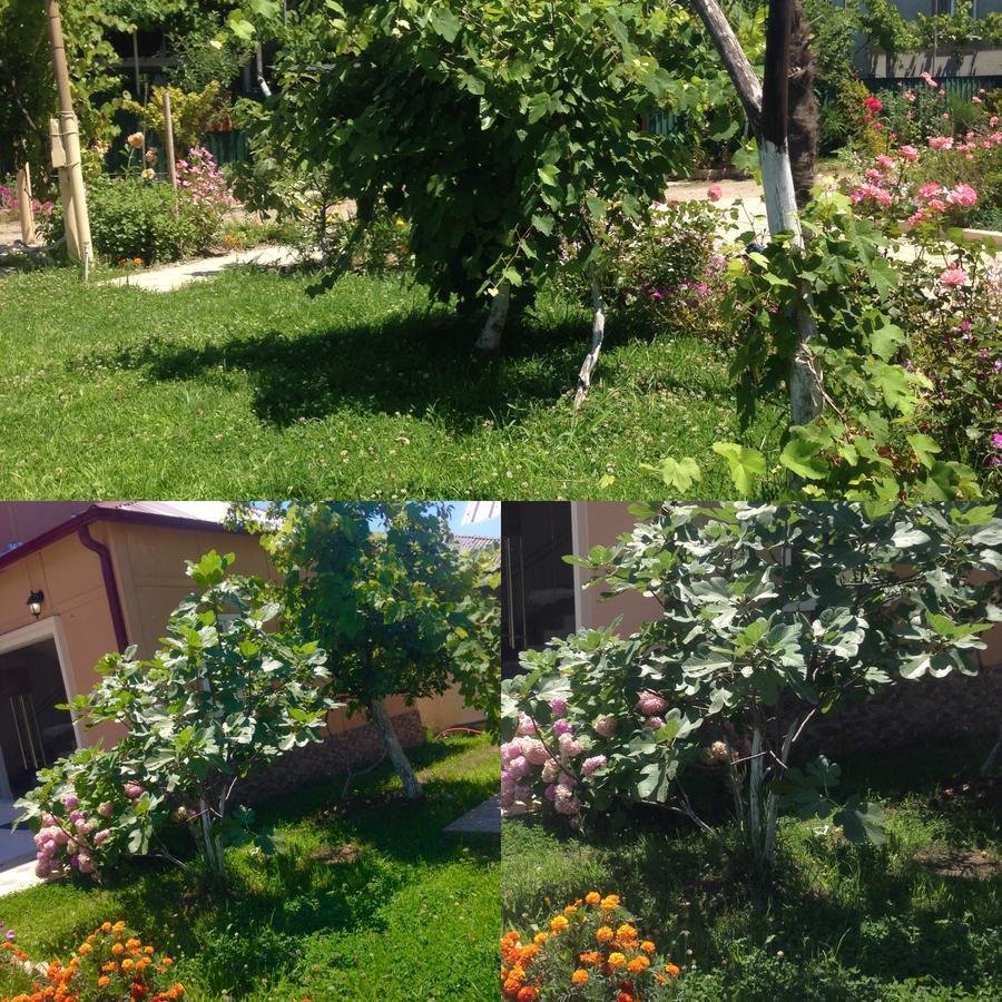 Inn Aхчыпсы Gagra Bagian luar foto